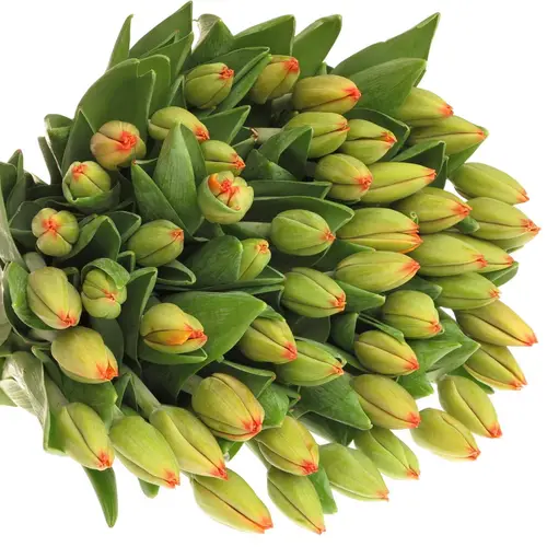 Tulpe dunkel orange Triple A 64 Gramm