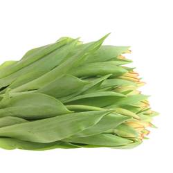 Tulpe dunkel orange Triple A 64 Gramm