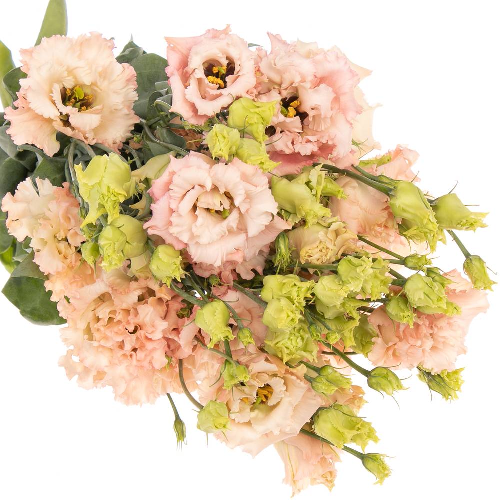 Lisianthus aprico Alissa Waalzicht