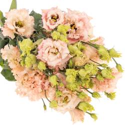 Lisianthus aprico Alissa Waalzicht