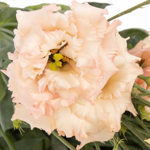 Lisianthus aprico Alissa Waalzicht