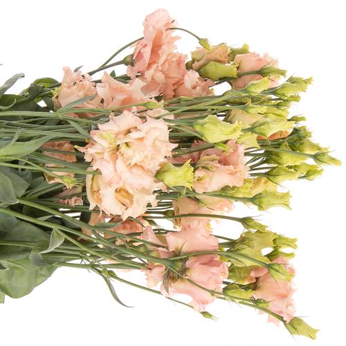 Lisianthus aprico Alissa Waalzicht