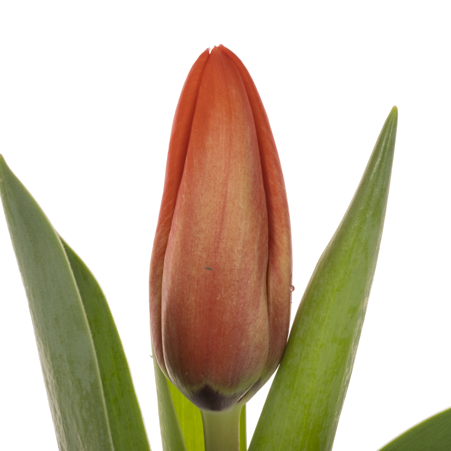 Tulpe orange Striker Coas Tulip 44 Gramm