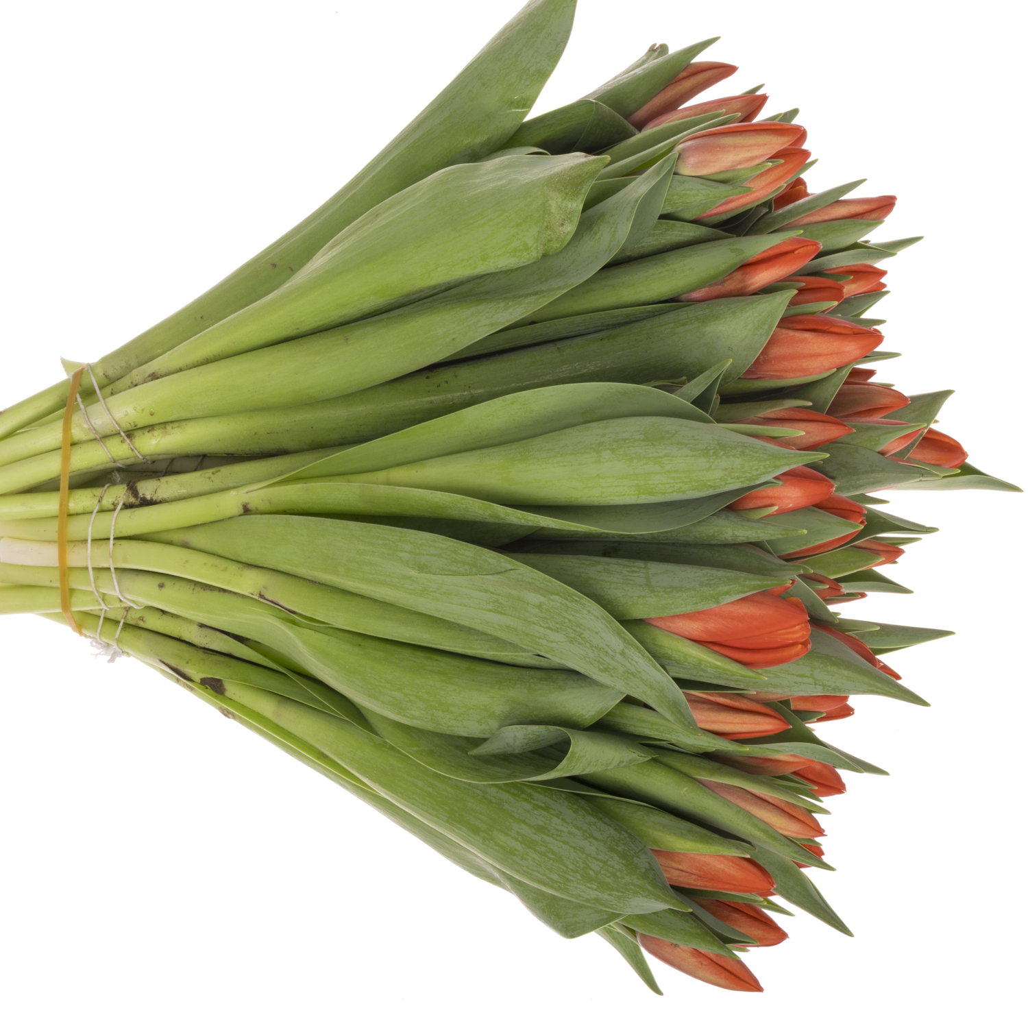 Tulpe orange Striker Coas Tulip 44 Gramm