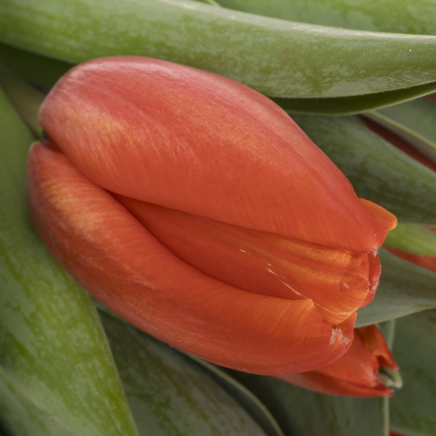 Tulpe orange Striker Coas Tulip 44 Gramm