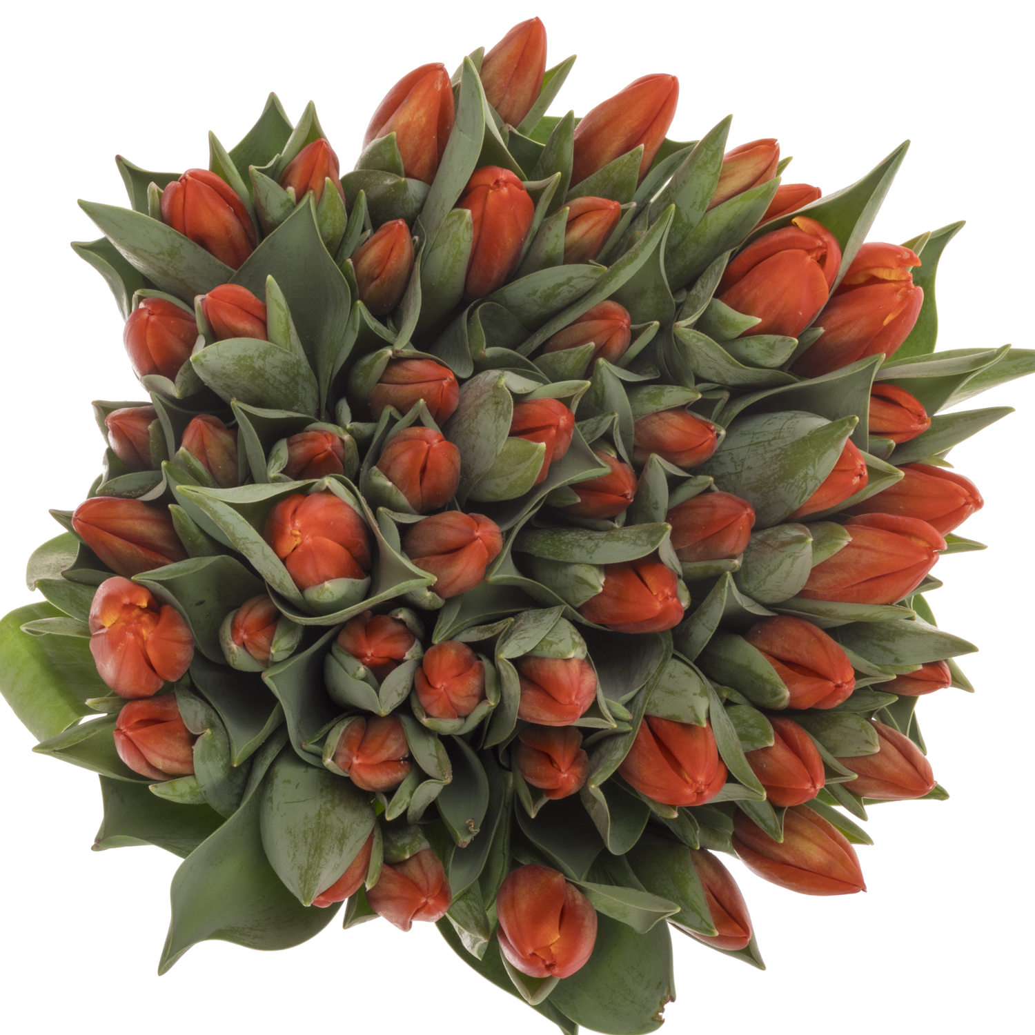 Tulpe orange Striker Coas Tulip 44 Gramm