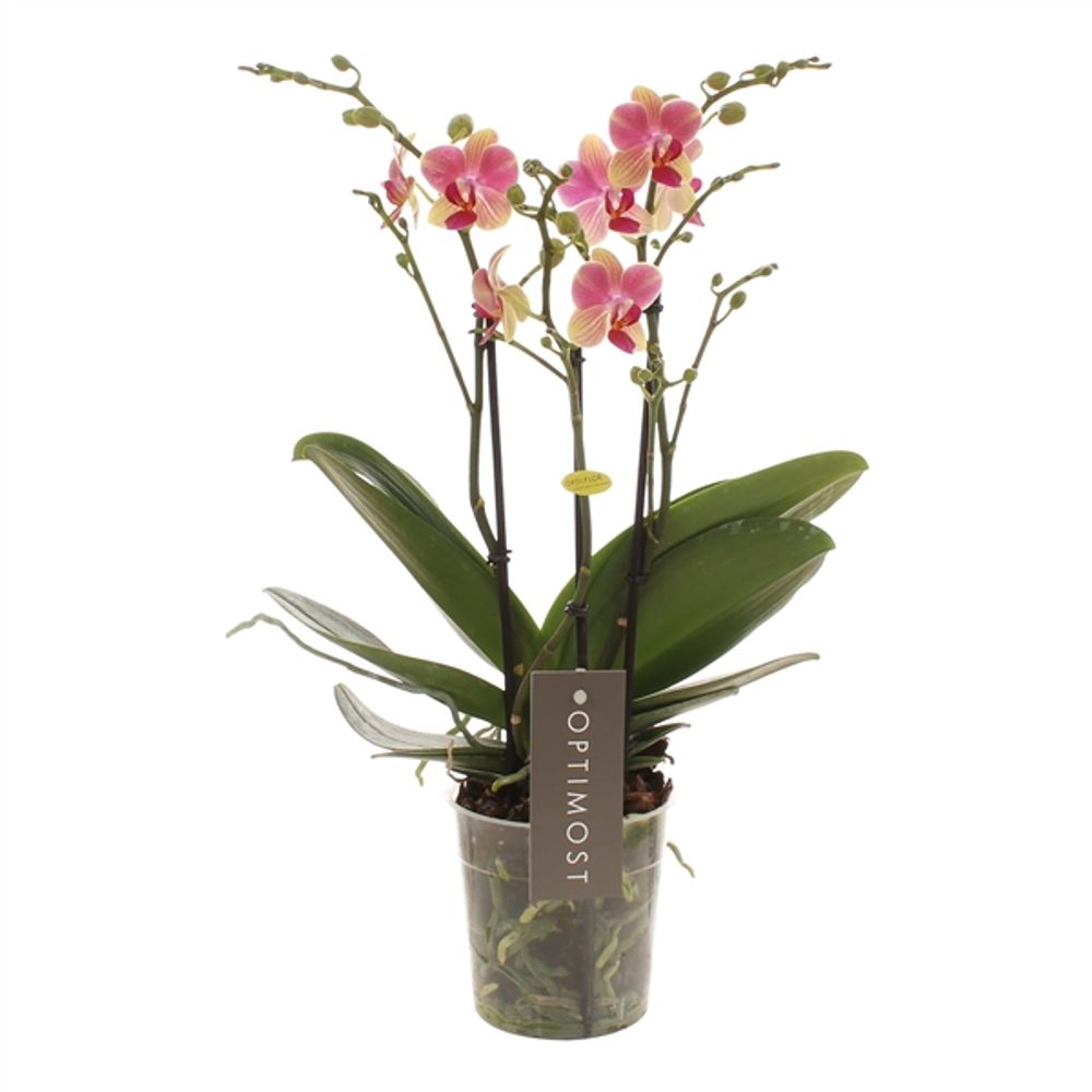 Phal.3-R rosa/gelb Summer Optimost T12 H45 
