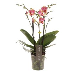 Phal.3-R rosa/gelb Summer Optimost T12 H45 