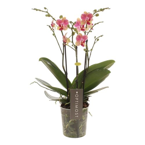 Phal.3-R rosa/gelb Summer Optimost T12 H45 