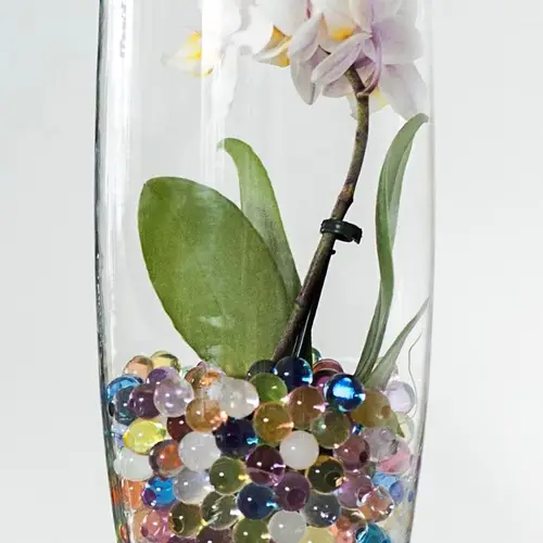 Phal.Ritta 1-r T6 H20 Glas Mit Gel