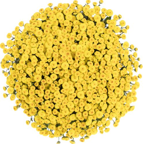 Santini gelb Pompon Madiba 55cm 900 Gramm