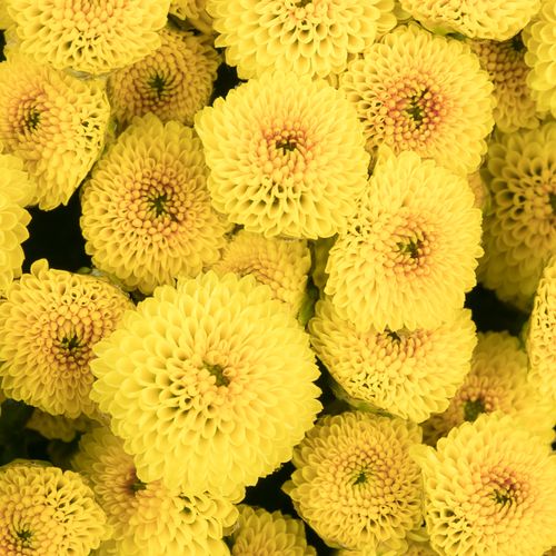 Santini gelb Pompon Madiba 55cm 900 Gramm
