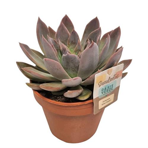 Echeveria Silver Queen T14 H020
