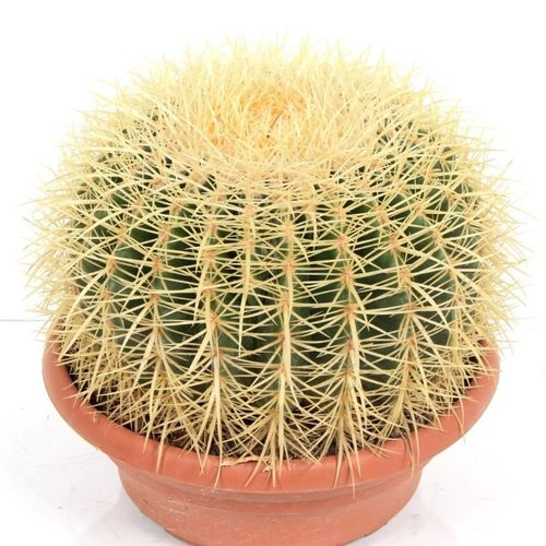 Echinocactus Grusoni T27 H25