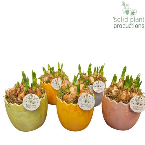 Narzis.Arr mix TE008 Ostern T15 H022