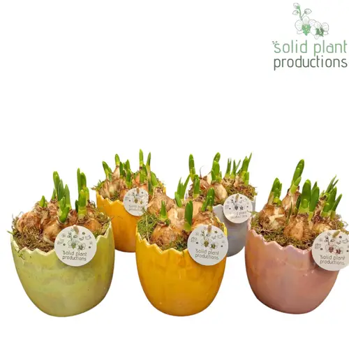 Narzis.Arr mix TE008 Ostern T15 H022