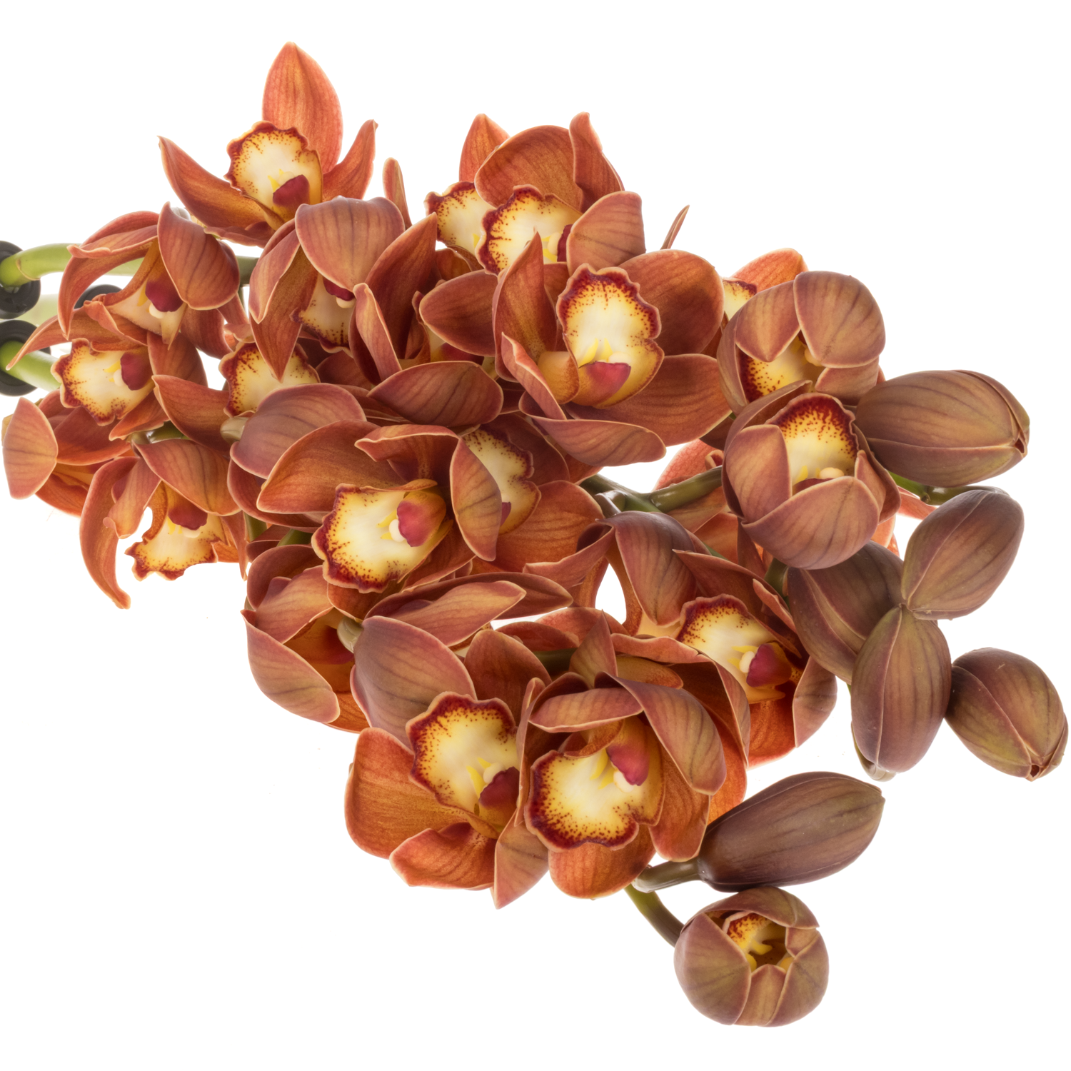 Mini Cymbidium orange Campfire 50cm 10+Blüte