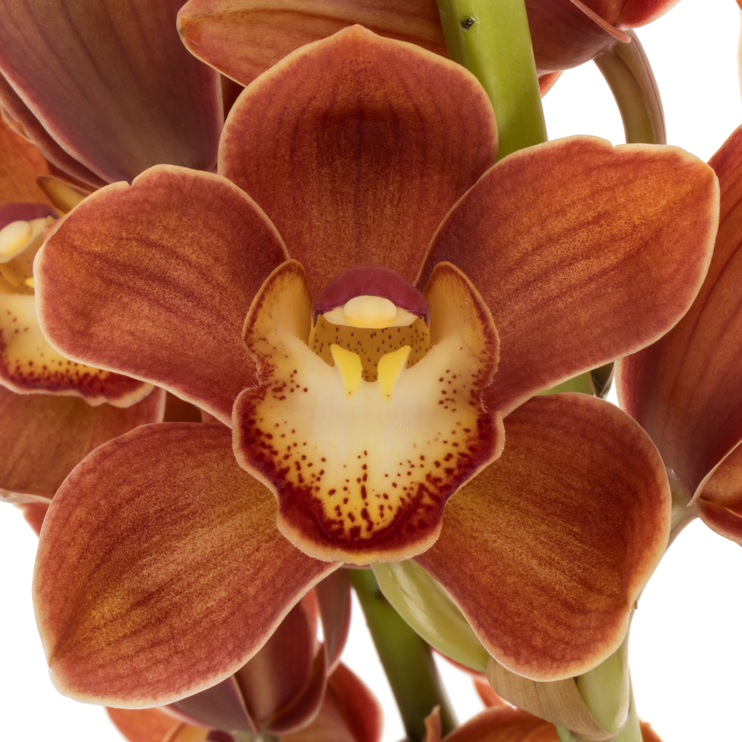 Mini Cymbidium orange Campfire 50cm 10+Blüte