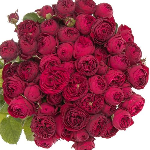 Rose verzweigt rot Maroon 3+Blüte 50cm