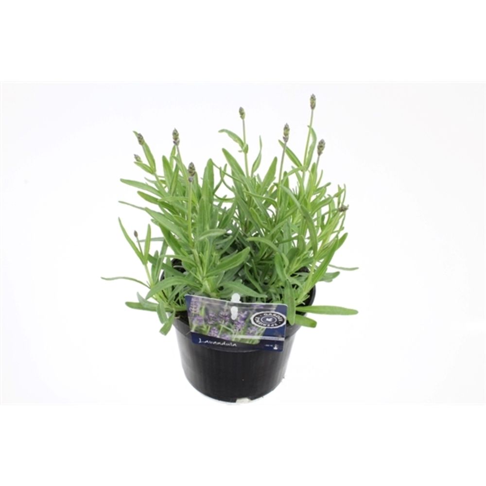 Lavendel Ang. T13 H035