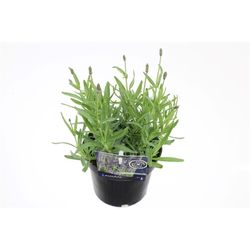 Lavendel Ang. T13 H035