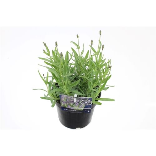 Lavendel Ang. T13 H035