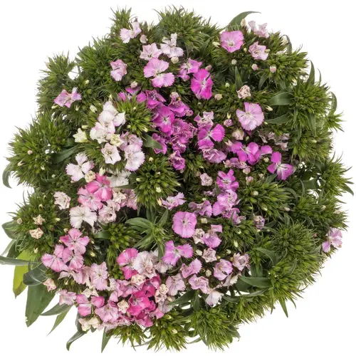Bartnelke rosa Amazone XL 55cm