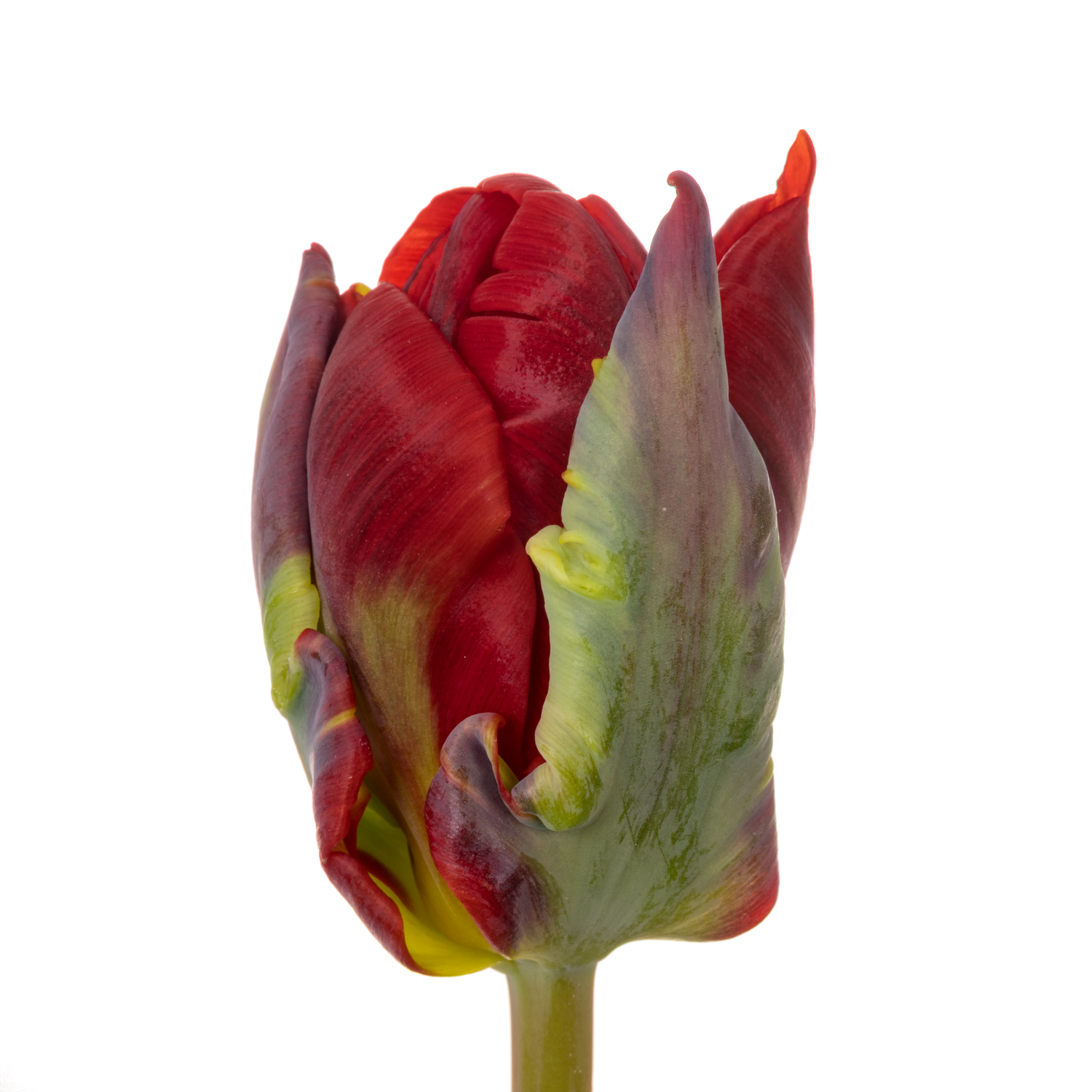 Tulpe rot doppel Rococo 32 Gramm