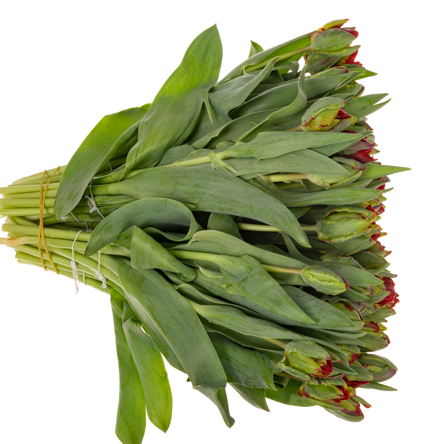 Tulpe rot doppel Rococo 32 Gramm