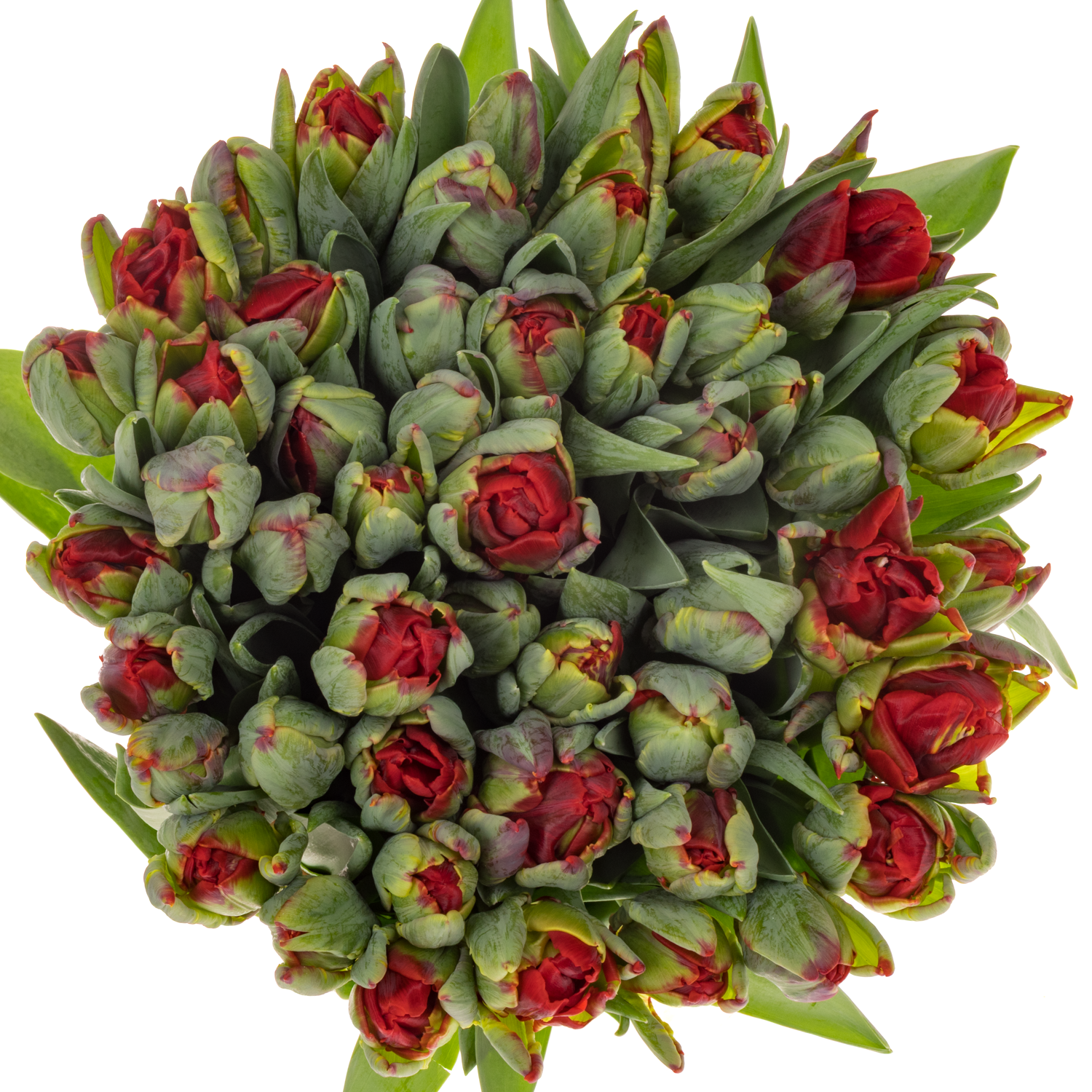 Tulpe rot doppel Rococo 32 Gramm