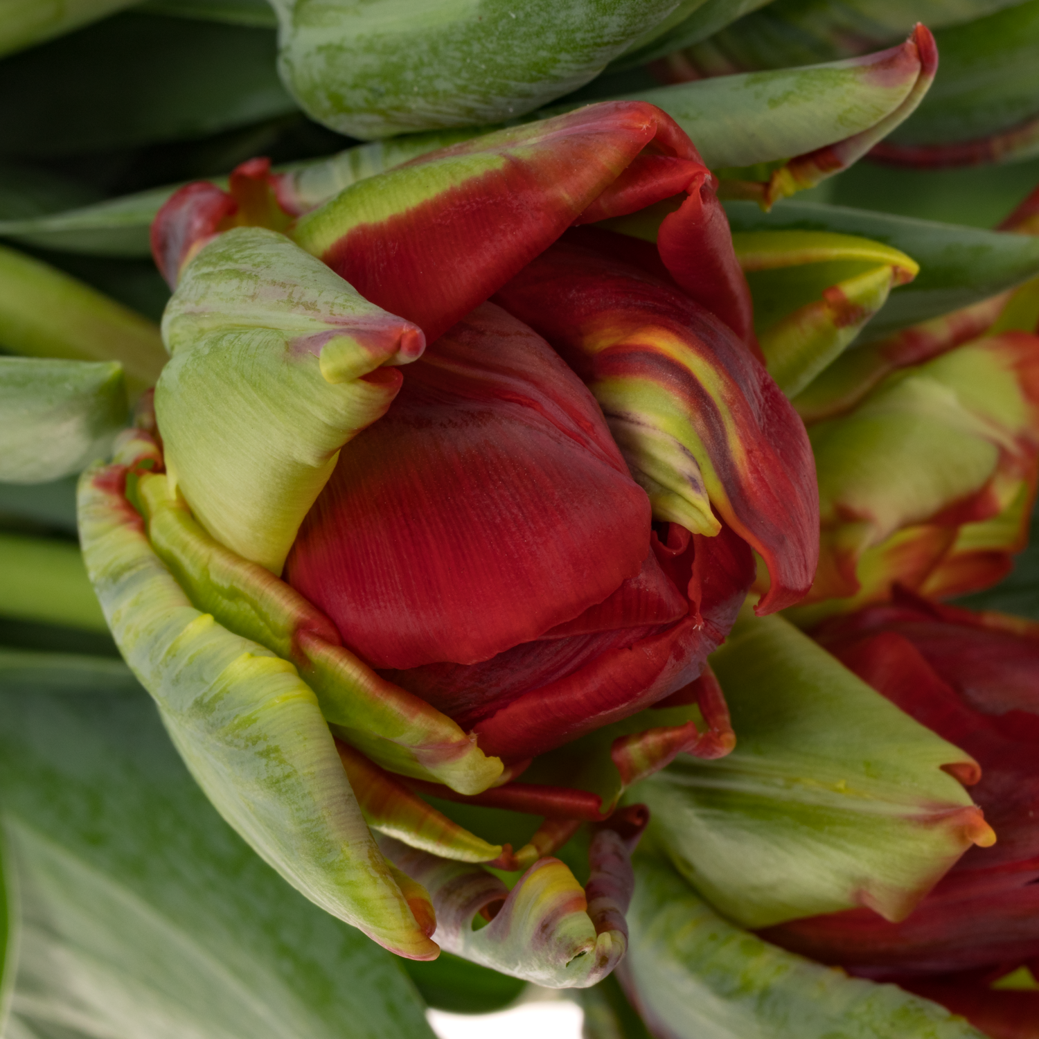 Tulpe rot doppel Rococo 32 Gramm