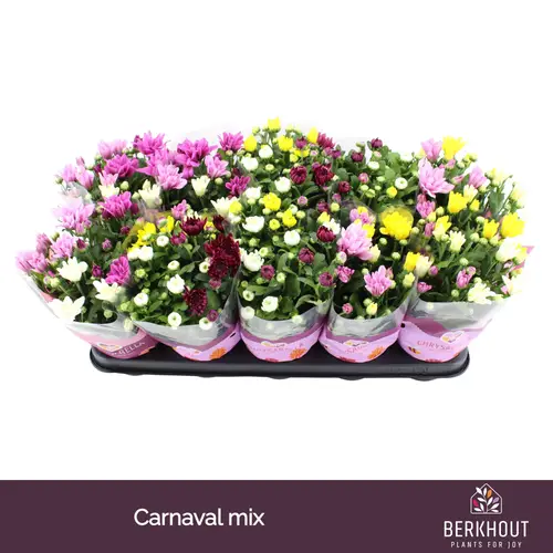 Chrysantheme Gef. mix Carnaval T12 H026