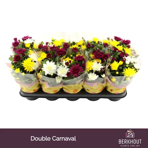 Chrysantheme Gef. Carnaval T12 H026