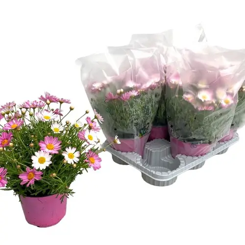 Margerite lila Strauch T14 H025