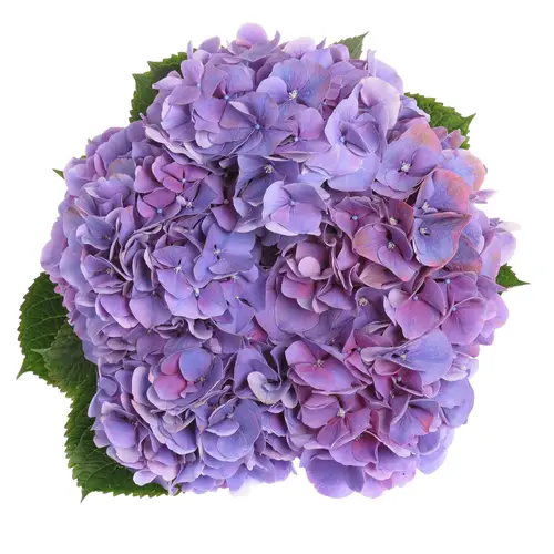 Hortensie lila Alps Bol 16cm 50cm