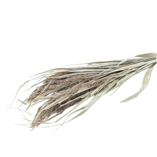Trocken Ornamental Grass gebleicht L70cm