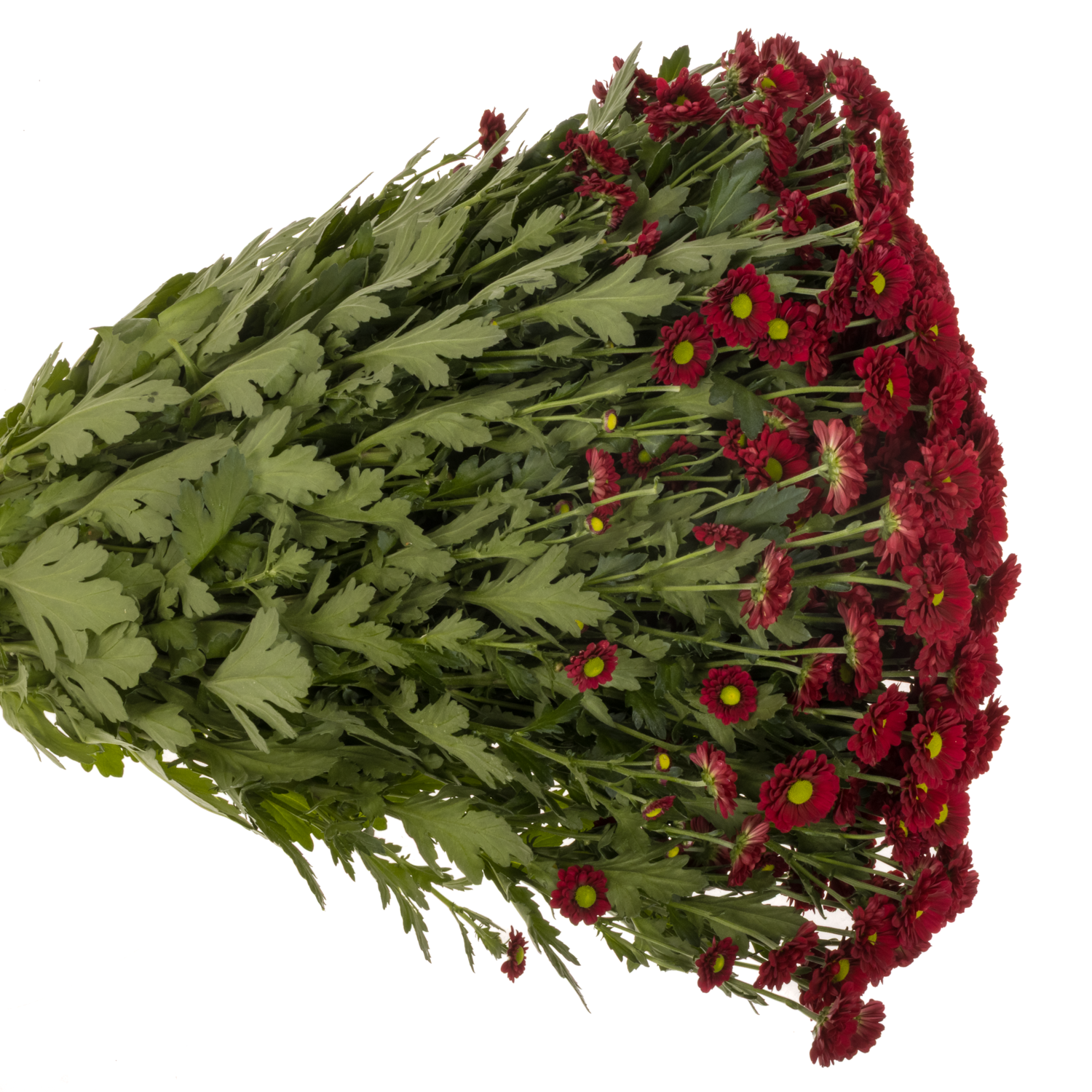 Santini rot Ladybird 1000 gramm 55cm