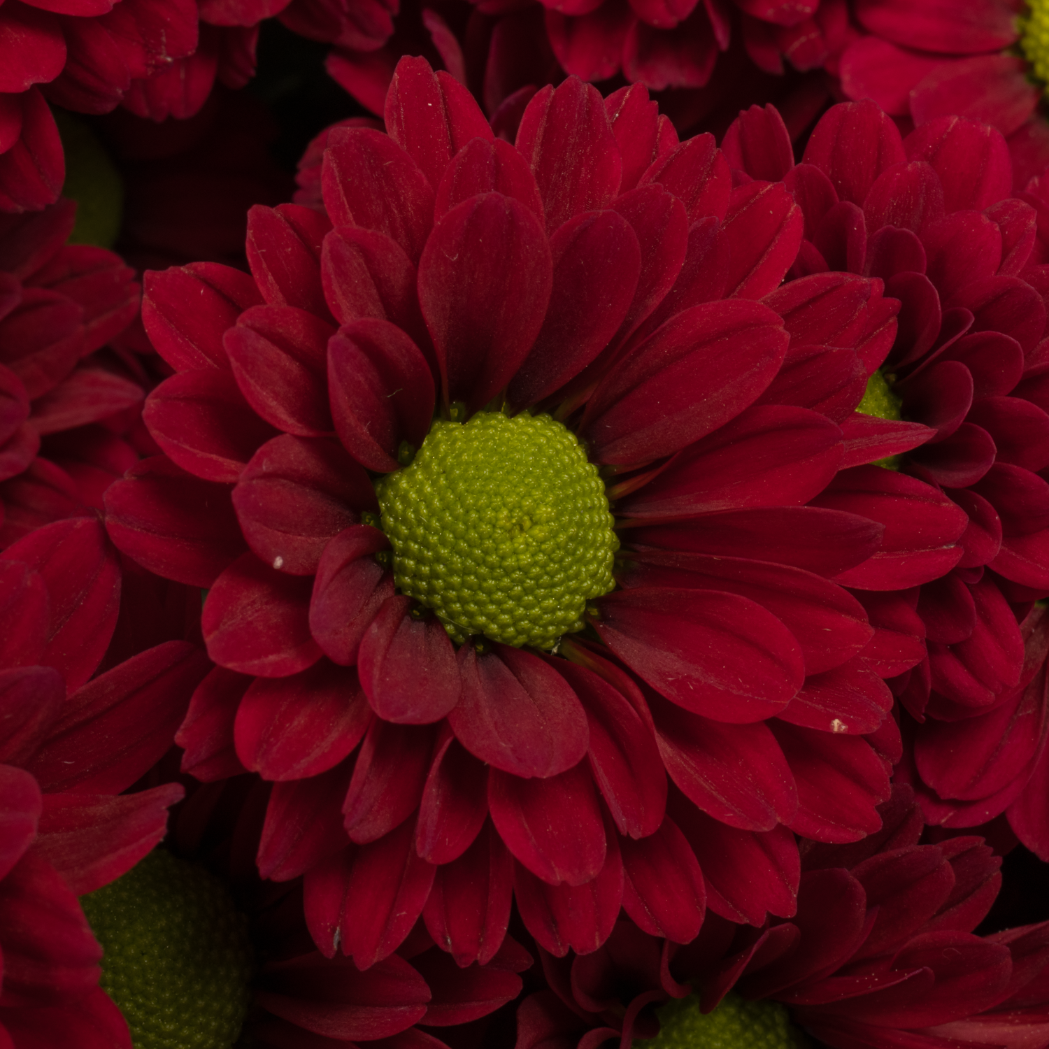 Santini rot Ladybird 1000 gramm 55cm