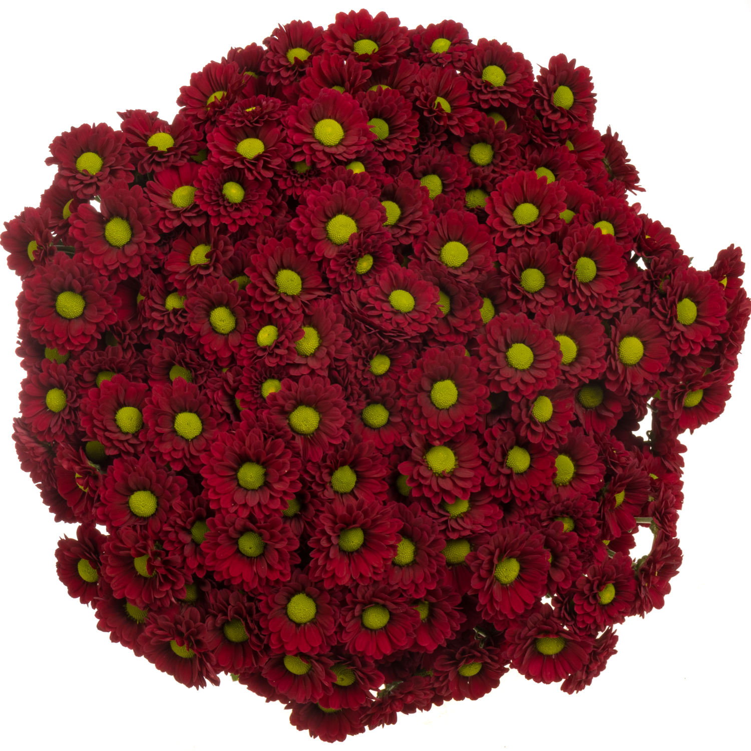 Santini rot Ladybird 1000 gramm 55cm