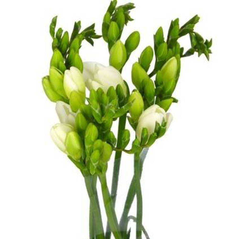 Freesie weiss serenade 16 Gramm