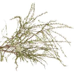 Spirea weiss Grefsheim 80cm