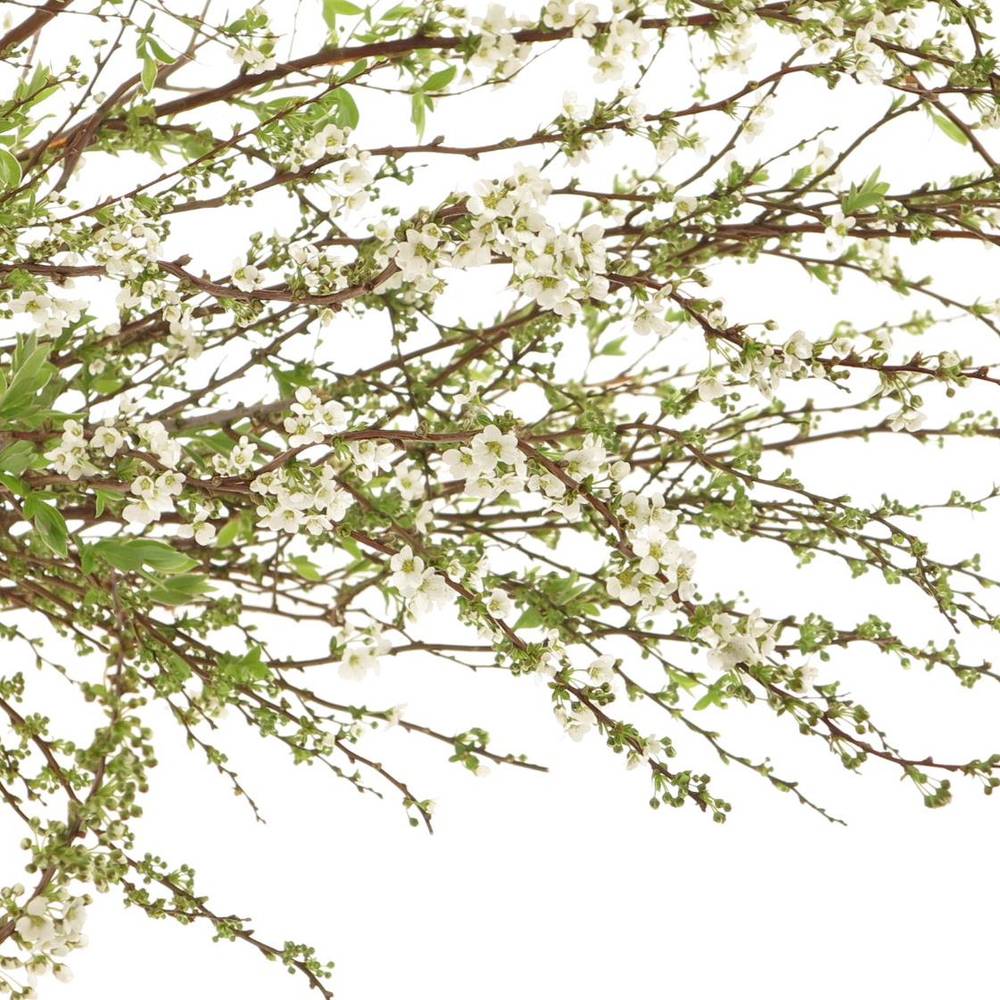 Spirea weiss Grefsheim 80cm