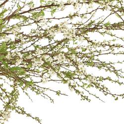 Spirea weiss Grefsheim 80cm