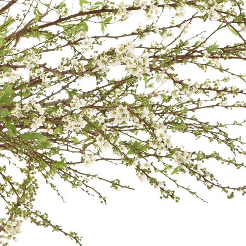 Spirea weiss Grefsheim 80cm