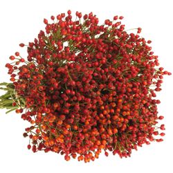 Hagebutte rot Plenty Ohne Dorn 50cm