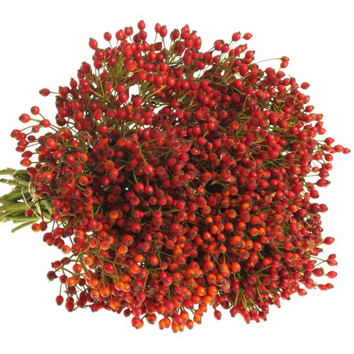 Hagebutte rot Plenty Ohne Dorn 50cm