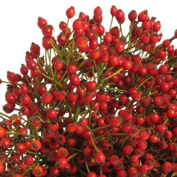 Hagebutte rot Plenty Ohne Dorn 50cm