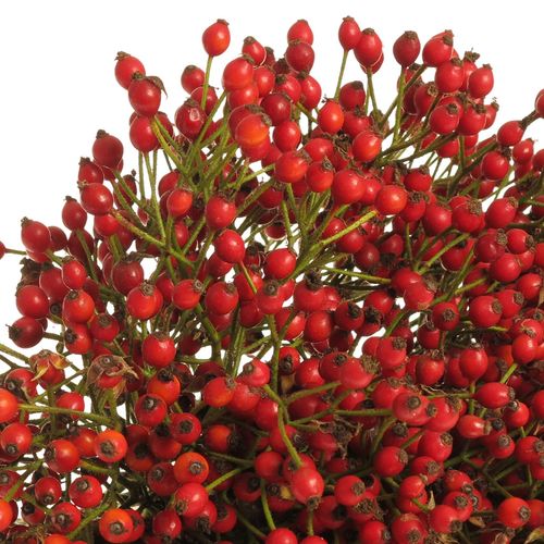 Hagebutte rot Plenty Ohne Dorn 50cm