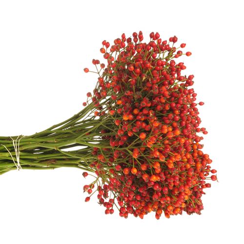 Hagebutte rot Plenty Ohne Dorn 50cm