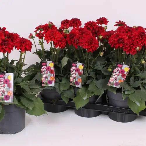Dahlia dunkel rot T17 H040